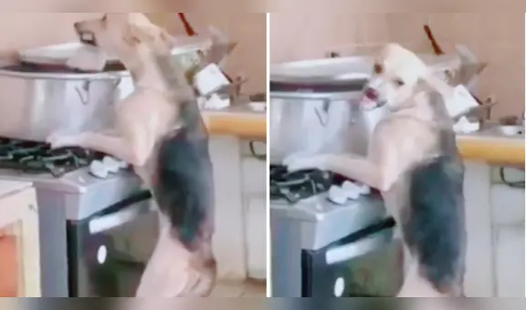 Perrito se trepa a la cocina, se roba el pollo de la olla y encima se molesta: “La habilidad se respeta”