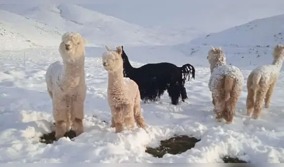 Ola de frío y sequía en Puno causó muerte de más de 3.000 crías de alpaca