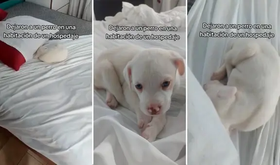Alquilan cuarto de hotel, se van y dejan un perrito en la cama: "Qué rara propina"