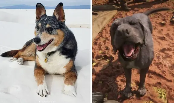 Falleció Einstein, el perro que encarnó a Caín en Red Dead Redemption 2 y se ganó el cariño de toda la comunidad gamer