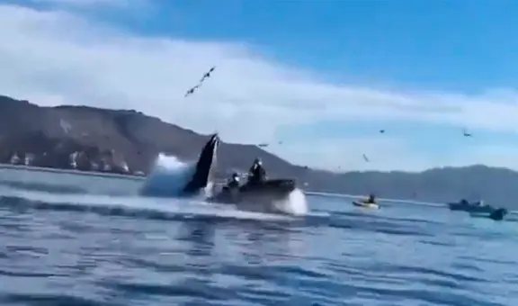 Ballena se traga a 2 mujeres cuando navegaban en kayak: ambas resultaron ilesas al ser escupidas