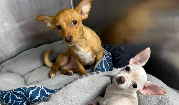 Hombre es acusado de causar sobredosis a sus 2 perros chihuahua: los animales fueron reanimados