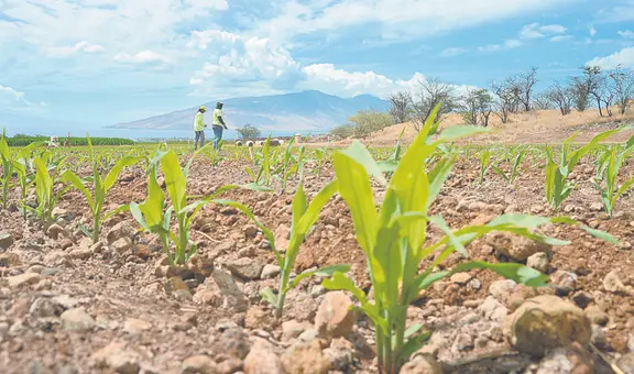 FAO: precios mayoristas de alimentos no se trasladan