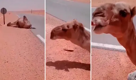 Camello se desploma en el desierto, pero hombre se detiene para auxiliarlo: ¡Le salvó la vida!