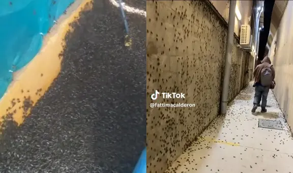 Piura: plaga de grillos causa pánico en las familias de Sullana por altas temperaturas