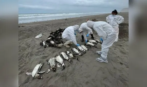 El Niño costero sería causa de muerte de aves y lobos en la costa