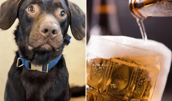 El trágico caso del perro Coco: ¿cómo la muerte de su amo reveló que era alcohólico?