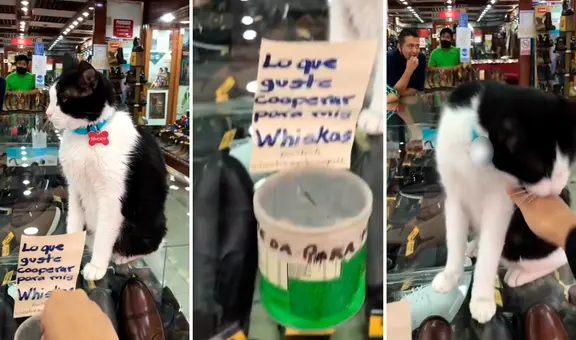 Gatito pide propina para su comida, pero muerde a quien lo acaricie: "Colabora nomás"