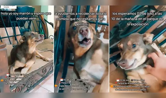 Patatón 2023: perrito ‘invita’ a la donación de comida para animales rescatados y conmueve a miles