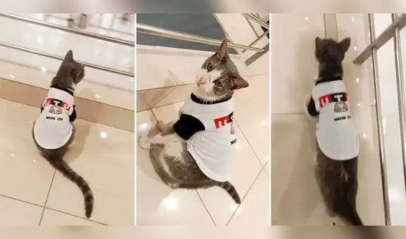 Gatito con camiseta de la UTP pasea por la universidad y usuarios reaccionan: "Michi universitario"