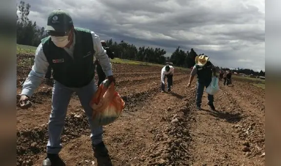 Trabajadores agrarios tienen derecho a percibir 30 % de la remuneración mínima vital como bono