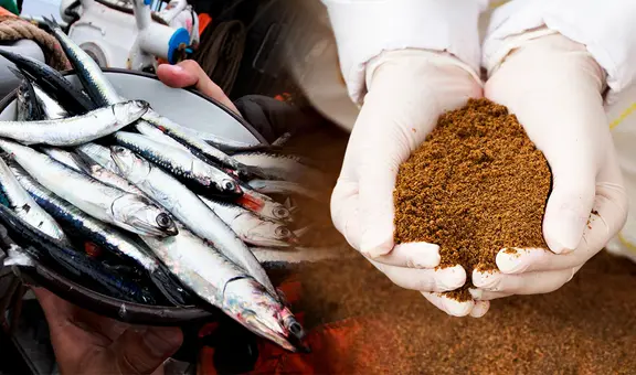Harina de pescado alcanza su precio más alto en 8 años ante la llegada de El Niño