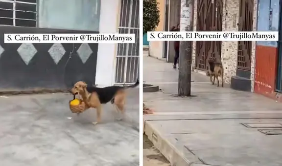 Perrito en Trujillo sorprende a redes con curioso 'trabajo': "Se gana su pan y croquetas"