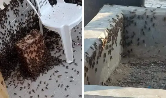 Plaga de grillos invade casas y establecimientos en Lambayeque