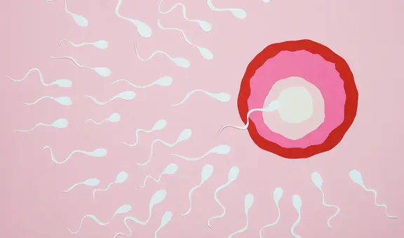 ¿Cuánto tiempo demora en llegar el espermatozoide al óvulo?