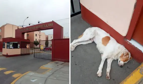 Chorrillos: piden ayuda para adoptar a perrito abandonado desde hace 3 días