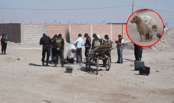 Perrito permaneció al costado del cadáver de reciclador asesinado en Tacna