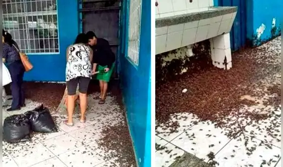 Minsa pide no usar insecticidas por plaga de grillos en Piura y Lambayeque: ¿qué medidas se adoptarán?