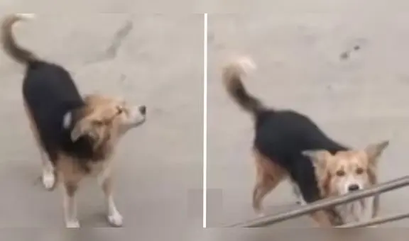 San Martín de Porres: buscan a Osito, perro guía de niño con espectro autista