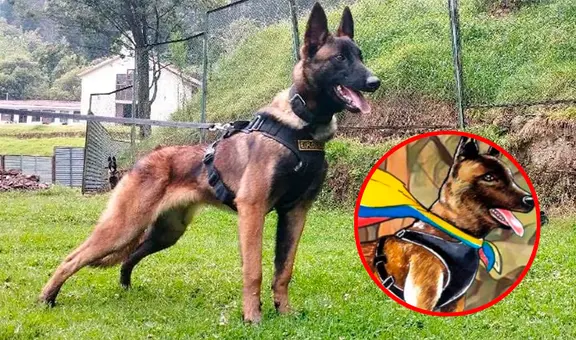 No aparece Wilson: probabilidad de hallar al perro héroe "es prácticamente nula”, según general