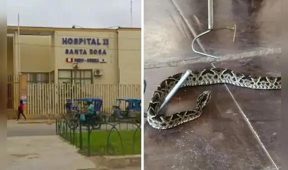 Mujer lucha por su vida tras ser atacada por una serpiente en Piura