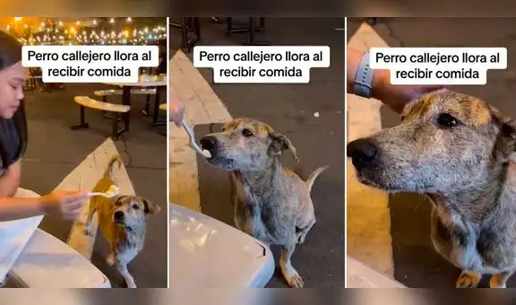 Perrito callejero llora de emoción al recibir comida y usuarios reaccionan: "¡Solo quiere amor!"