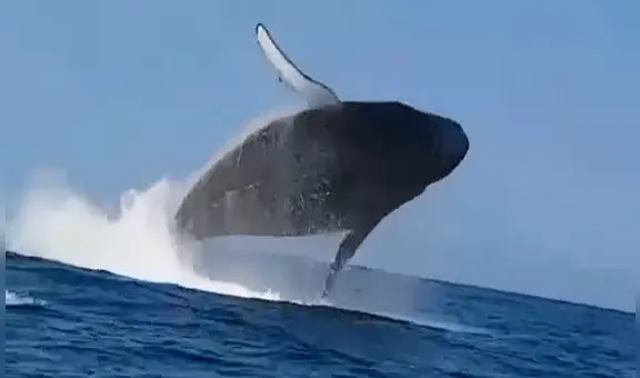 ¿Cuándo inicia la mejor temporada para ver ballenas jorobadas en Piura y Tumbes?