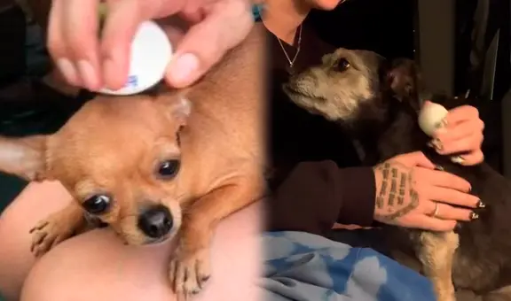 ¿Se puede hacer una limpia con huevo a un perro asustado?