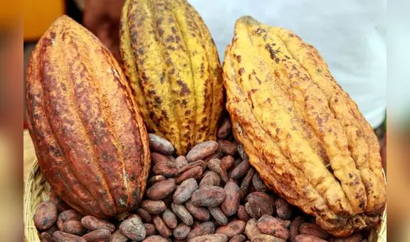 Desafíos en el cultivo de cacao en el VRAEM: baja rentabilidad, plagas y cambio climático