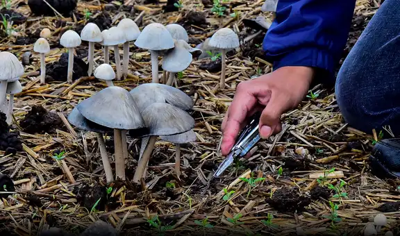 Autorizan el uso de éxtasis y hongos alucinógenos para trastornos de salud mental en Australia