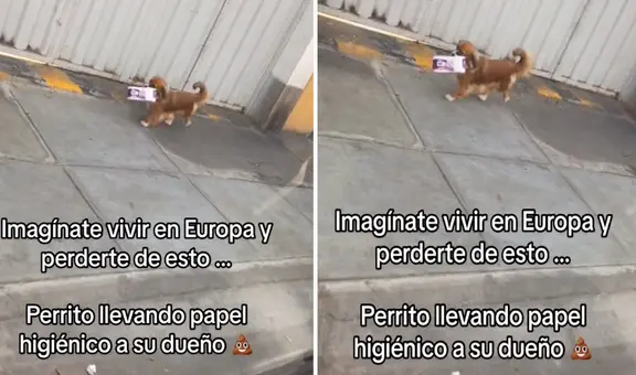 “Entrenado para las emergencias”: captan a perrito llevando papel higiénico a su dueño
