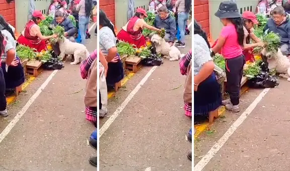Señor deja que su perrito pase por una limpia para sacarle las malas energías y VIDEO se hace VIRAL