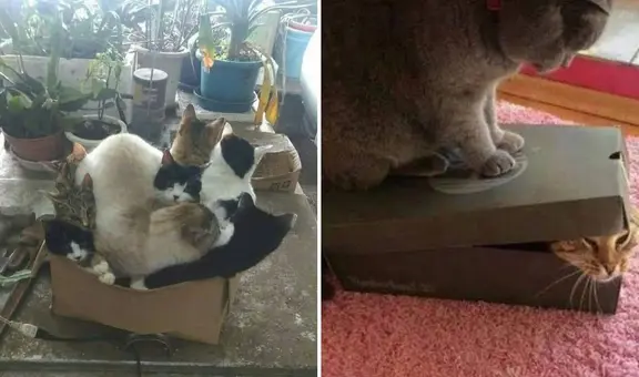 ¿Por qué a mi gato le gustan las cajas de cartón? Esto respondió la ciencia