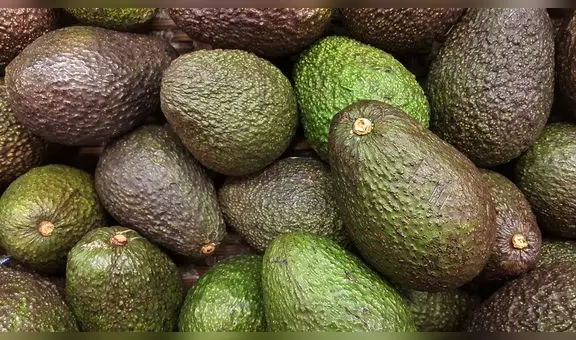 ProHass recorta proyección de exportaciones de palta Hass a menos de 600.000 toneladas en 2023