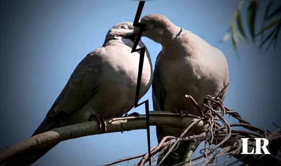 Las aves pueden 'divorciarse' y estas son las causas, según estudio científico