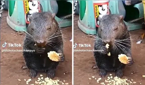 Añuje se roba las miradas al lucir comiendo pan de la manera más tierna: “De la selva su mascota”