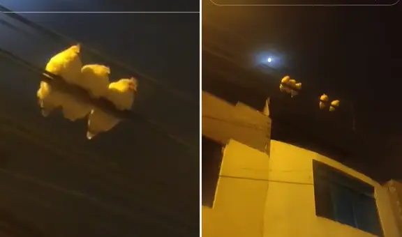 Usuario capta a gallinas posadas en un cable de luz como si fueran palomas