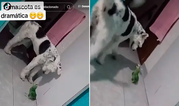 Lorito exagera sus gritos ante presencia de un perro en su casa: VIDEO se hizo VIRAL
