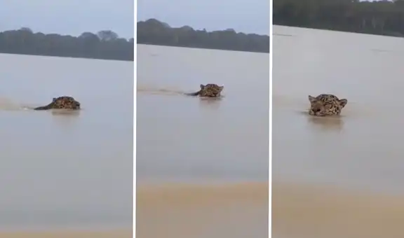 Otorongo se 'baña' en el río Amazonas y cautiva a ciudadanos en bote: "Majestuoso animal"