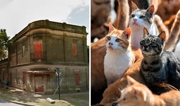 Hombre muere y es devorado por sus gatos tras quedar encerrados en casa durante 20 días