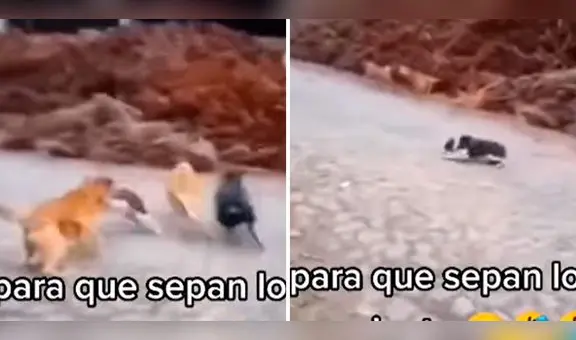 Hombre 'ladra' a perritos y ellos huyen del susto: "Para que sepan lo que se siente"