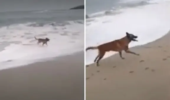 Punta Hermosa: critican a hombre por no impedir que sus perros ataquen a lobo marino varado