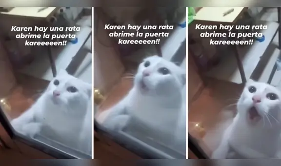 Gato ‘pide a gritos’ que lo saquen de la cocina donde había una rata: “Está aterrado”