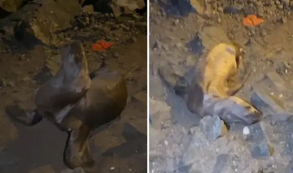 Cría de león marino es hallada varada en playa de Miraflores