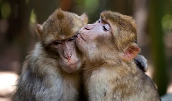 Estudio en monos: machos tienen más sexo entre ellos que con hembras
