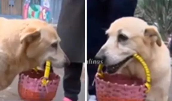 Perrita vende caramelos junto con su dueña de 65 años y tierna historia es viral: "Que Dios las proteja"