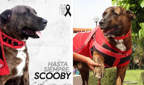 La historia de Scooby, el perro más querido de la UNSA y el club Melgar en Arequipa