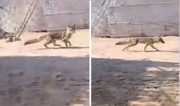 Zorro hace de las suyas y roba las gallinas en Chimbote: ¡Dejen a 'Run Run' tranquilo!