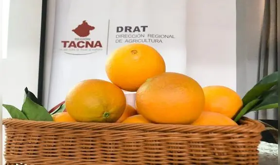 ¡Buena noticia! Tacna exportará naranjas a Chile tras obtener permisos sanitarios