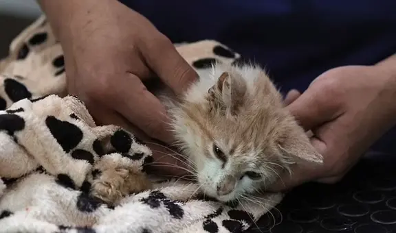 Chipre: 300.000 gatos mueren a causa de coronavirus felino